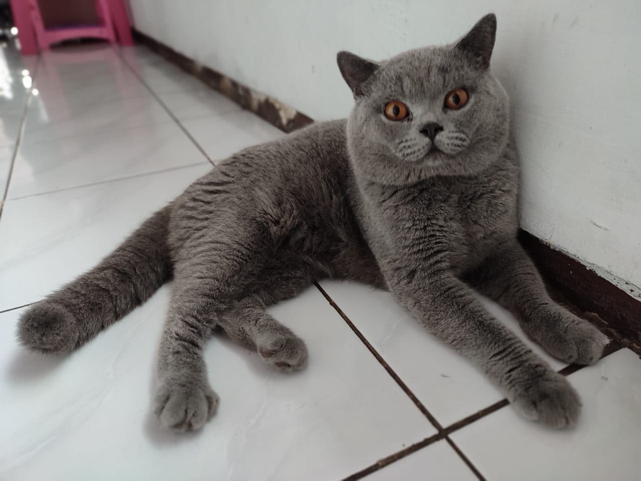 Padepokan Jendral King